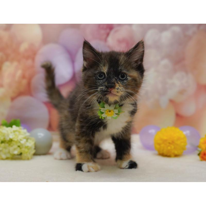 販売中の埼玉県のマンチカン-134337の4枚目