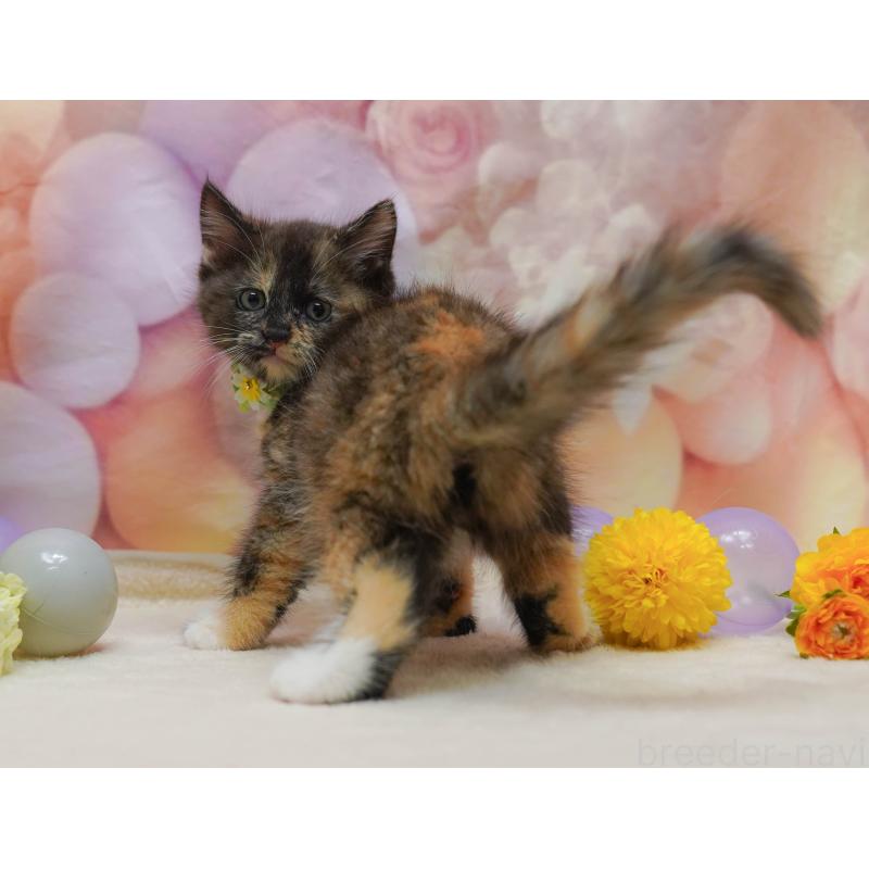 販売中の埼玉県のマンチカン-134337の3枚目