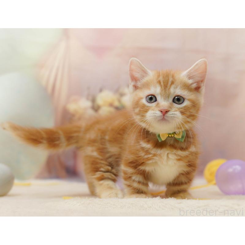 販売中の埼玉県のマンチカン(短足)-134338の10枚目