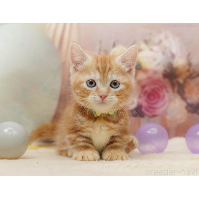 販売中の埼玉県のマンチカン(短足)-134338の3枚目