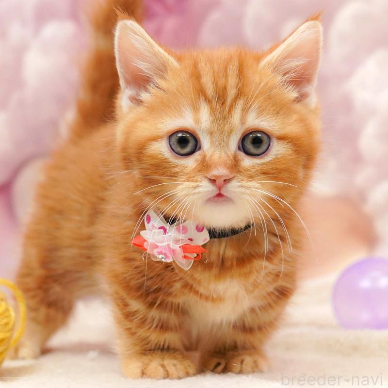 販売中の埼玉県のマンチカン(短足)-134340