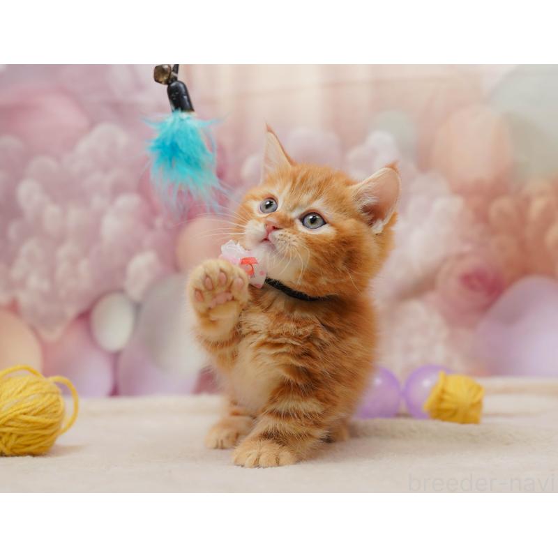 販売中の埼玉県のマンチカン(短足)-134340の10枚目