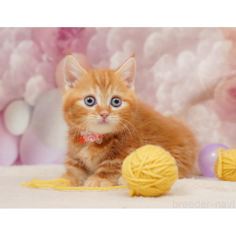 販売中の埼玉県のマンチカン(短足)-134340の4枚目