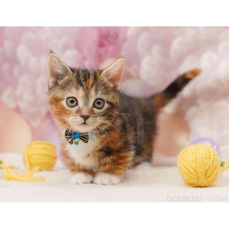 販売中の埼玉県のマンチカン(短足)-134341の11枚目