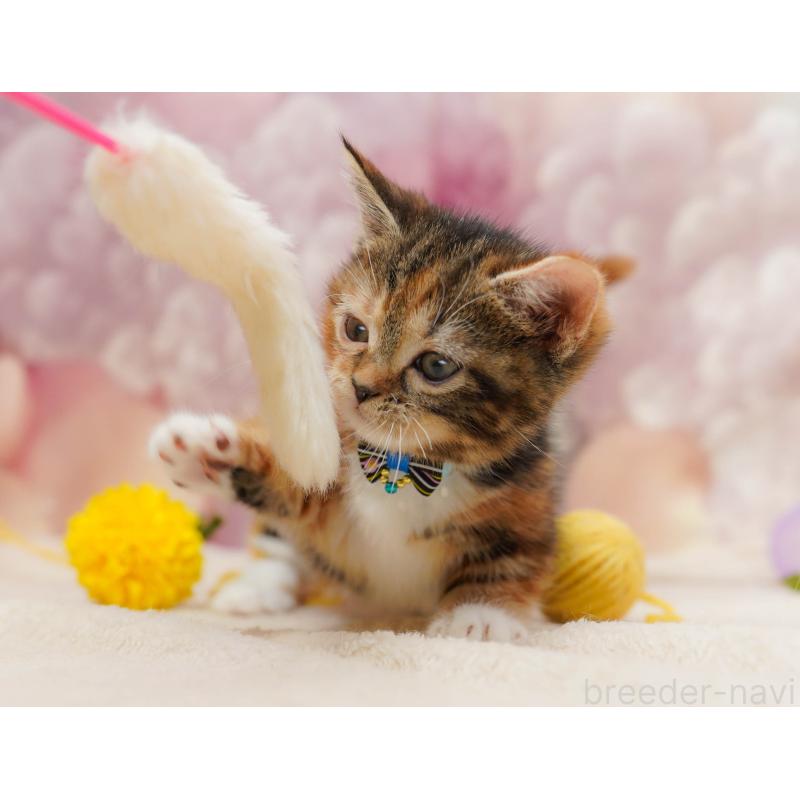 販売中の埼玉県のマンチカン(短足)-134341の10枚目