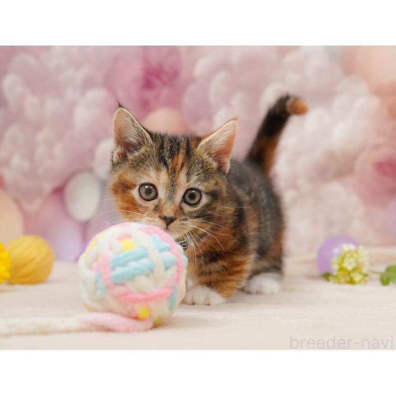 販売中の埼玉県のマンチカン(短足)-134341の9枚目