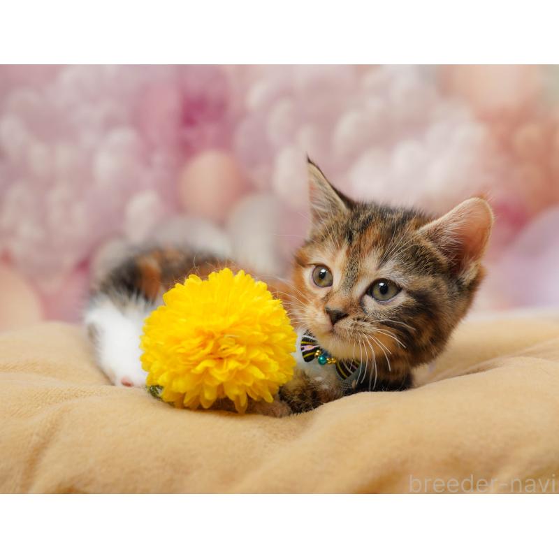 販売中の埼玉県のマンチカン(短足)-134341の8枚目