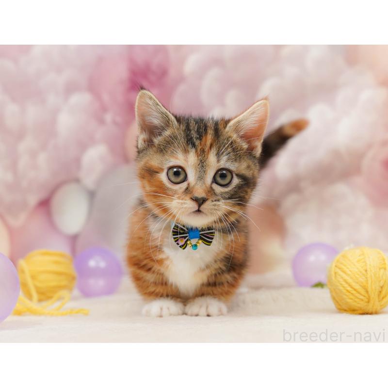 販売中の埼玉県のマンチカン(短足)-134341の7枚目