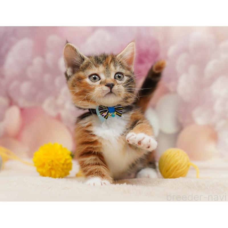 販売中の埼玉県のマンチカン(短足)-134341の6枚目