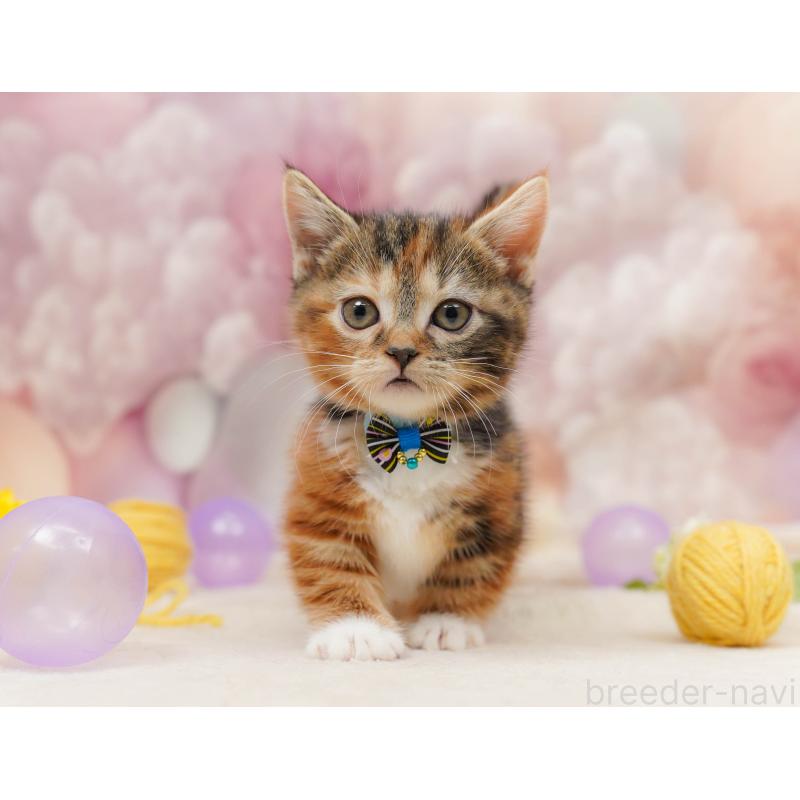 販売中の埼玉県のマンチカン(短足)-134341の4枚目