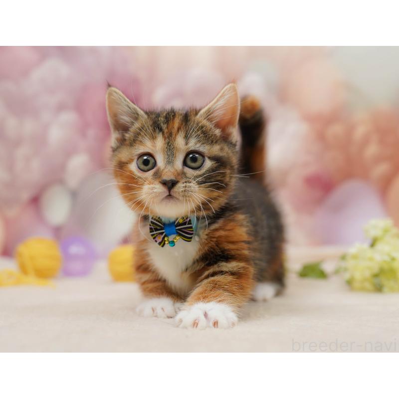 販売中の埼玉県のマンチカン(短足)-134341の3枚目