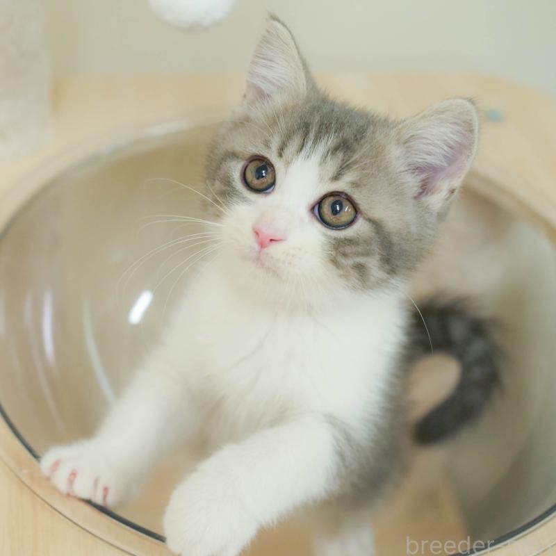 販売中の埼玉県のマンチカン-134342