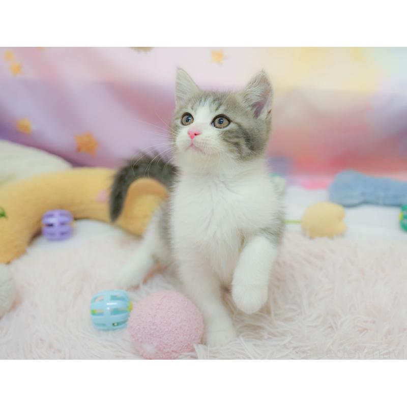 販売中の埼玉県のマンチカン-134342の10枚目