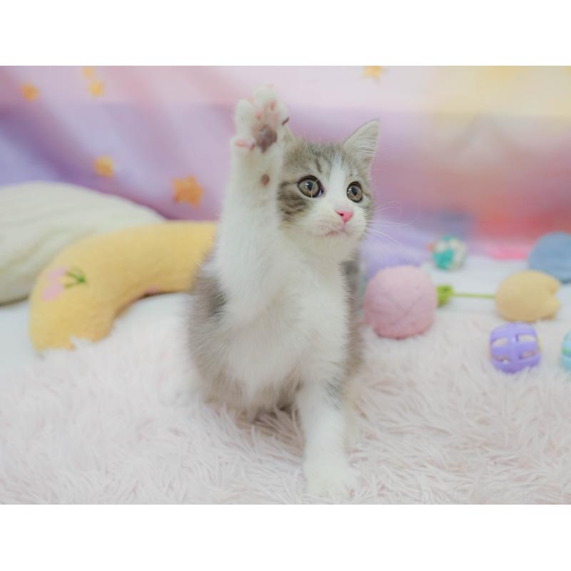 販売中の埼玉県のマンチカン-134342の9枚目