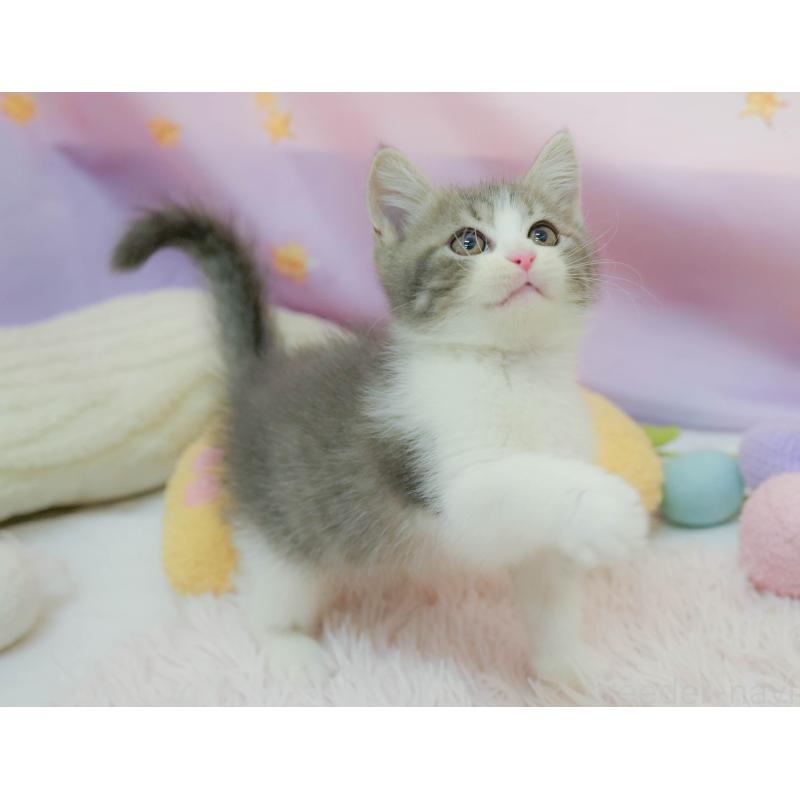 販売中の埼玉県のマンチカン-134342の7枚目