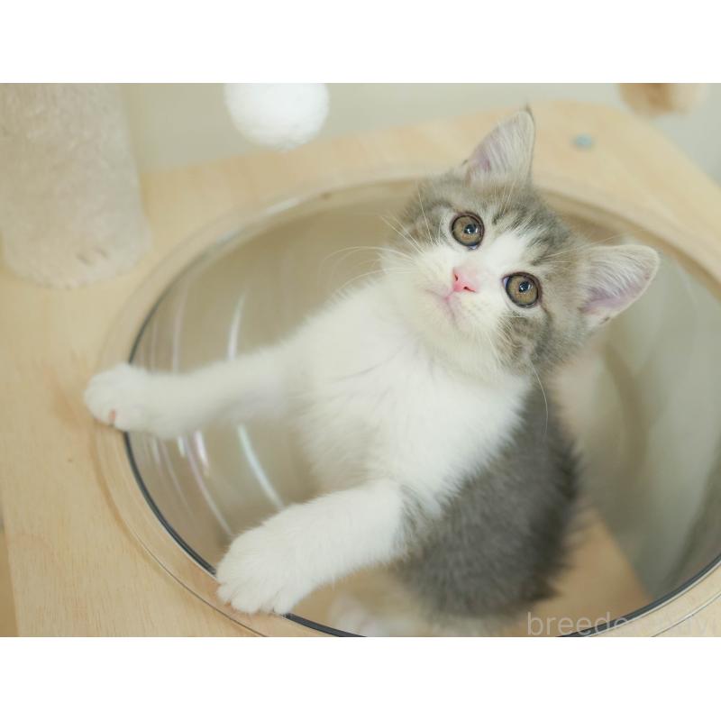 販売中の埼玉県のマンチカン-134342の6枚目