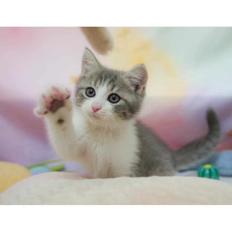 販売中の埼玉県のマンチカン-134342の5枚目