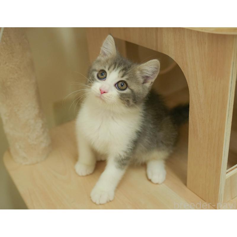 販売中の埼玉県のマンチカン-134342の4枚目