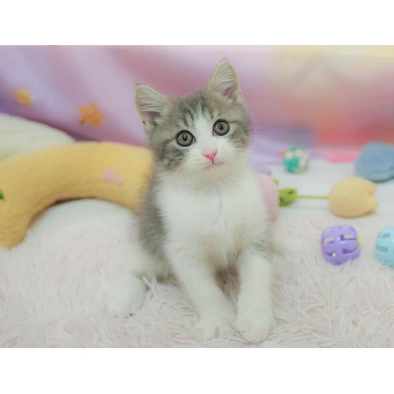 販売中の埼玉県のマンチカン-134342の3枚目