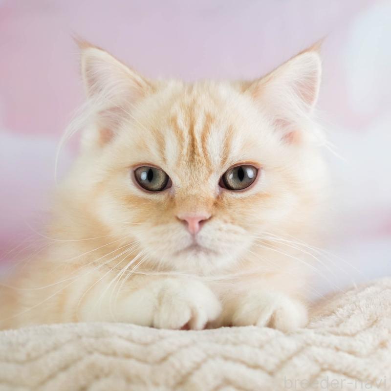 販売中の埼玉県のミヌエット-134343