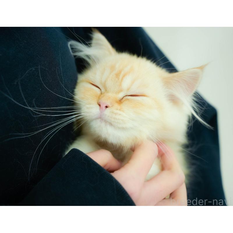 販売中の埼玉県のミヌエット-134343の9枚目