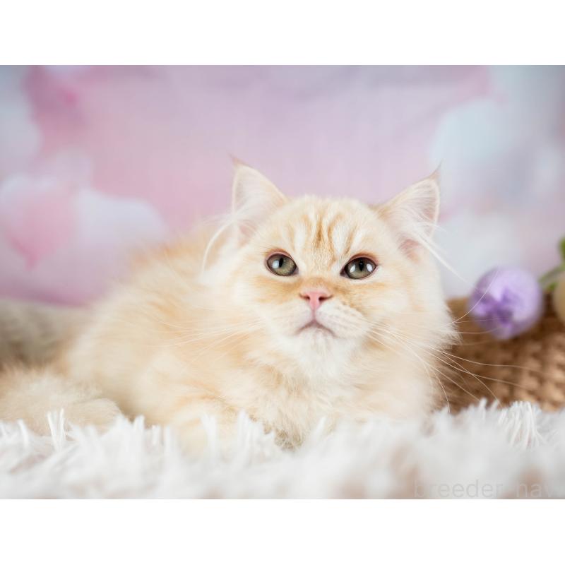 販売中の埼玉県のミヌエット-134343の7枚目