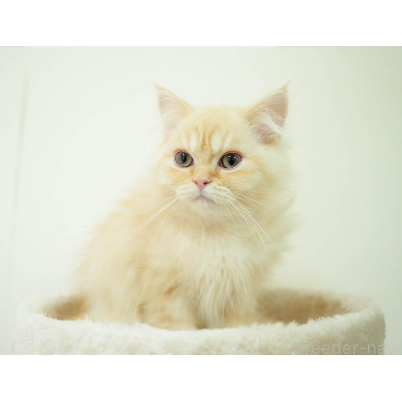 販売中の埼玉県のミヌエット-134343の5枚目