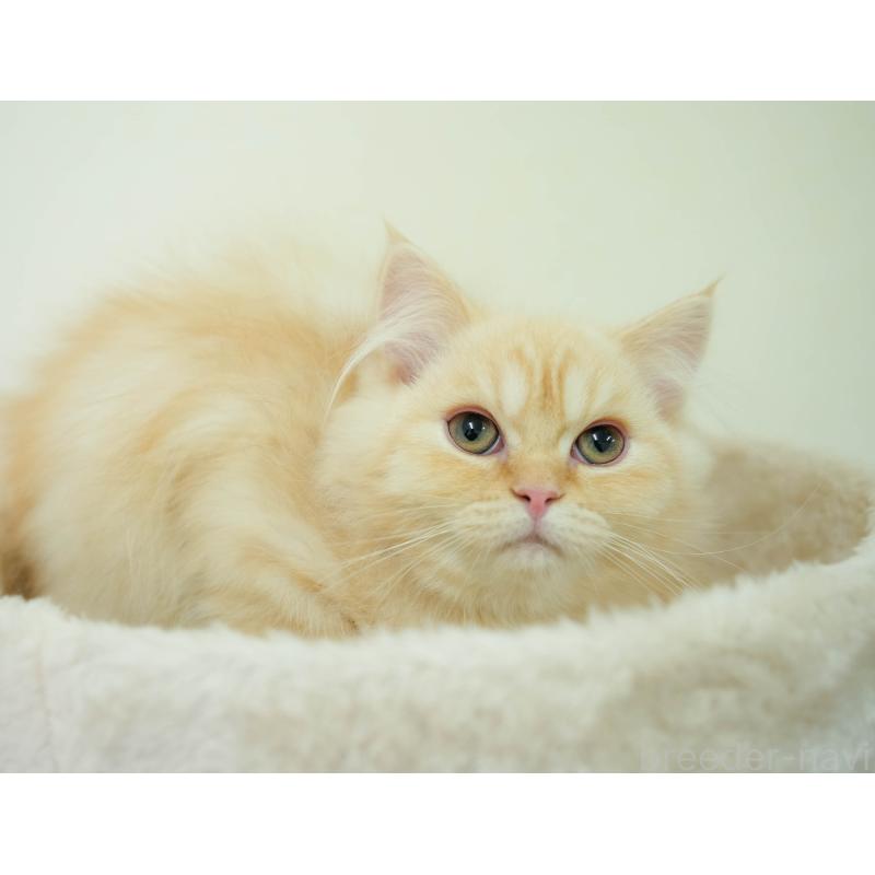 販売中の埼玉県のミヌエット-134343の3枚目