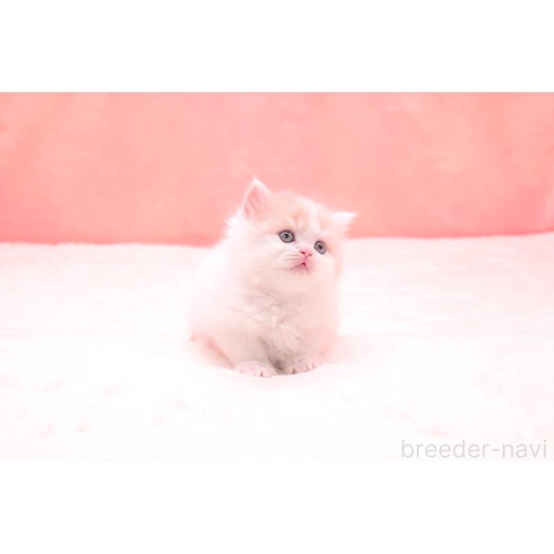 販売中の茨城県のサイベリアン-133831の4枚目