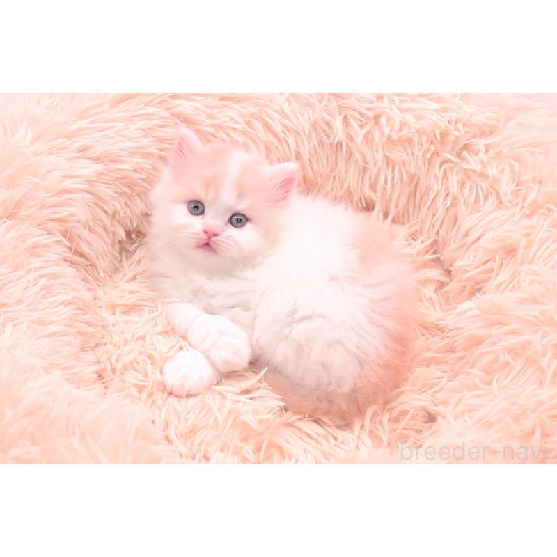 販売中の茨城県のサイベリアン-133831の3枚目