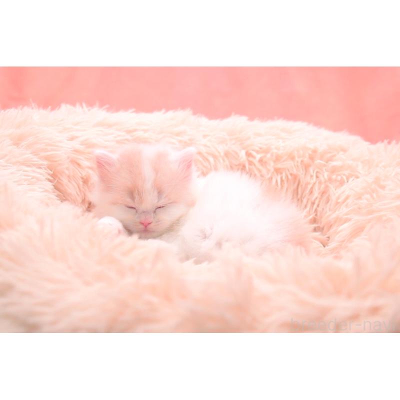 販売中の茨城県のサイベリアン-133831の2枚目