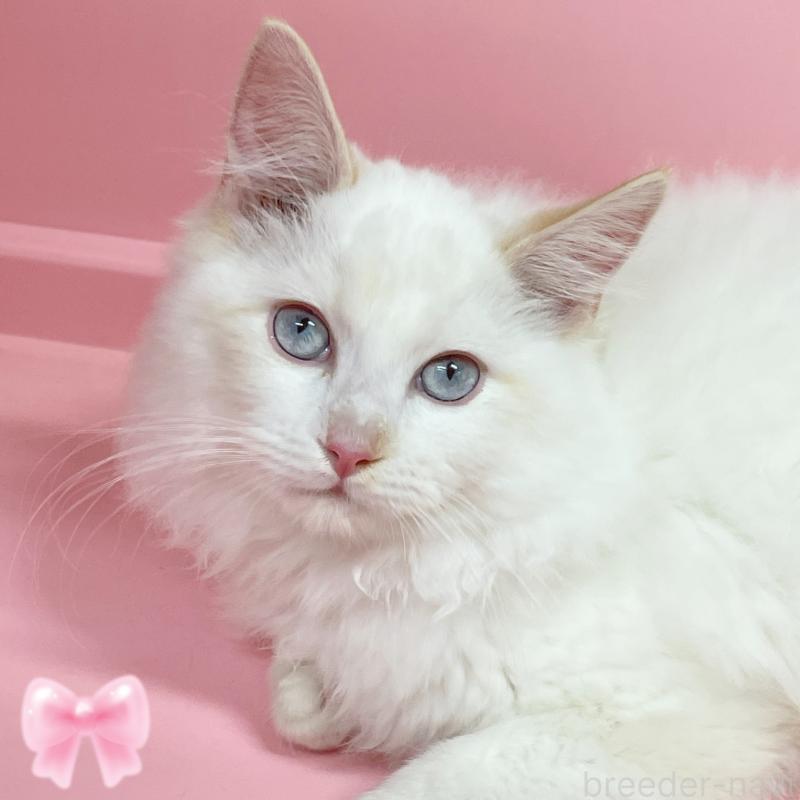 販売中の東京都のラグドール-128614の1枚目