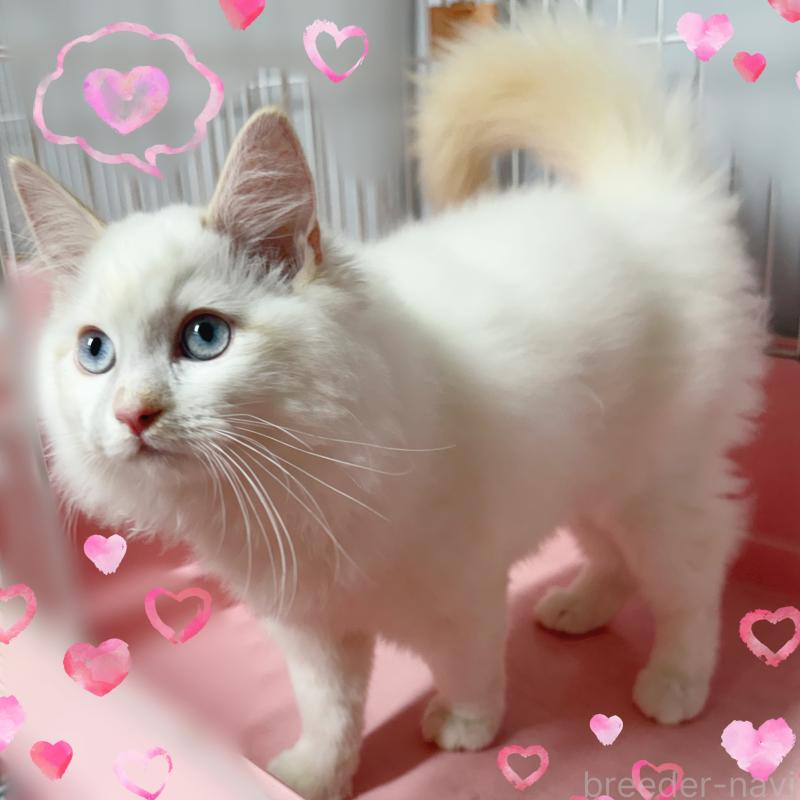 販売中の東京都のラグドール-128614の4枚目