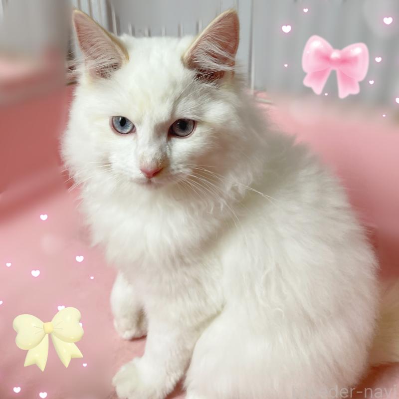 販売中の東京都のラグドール-128614の2枚目