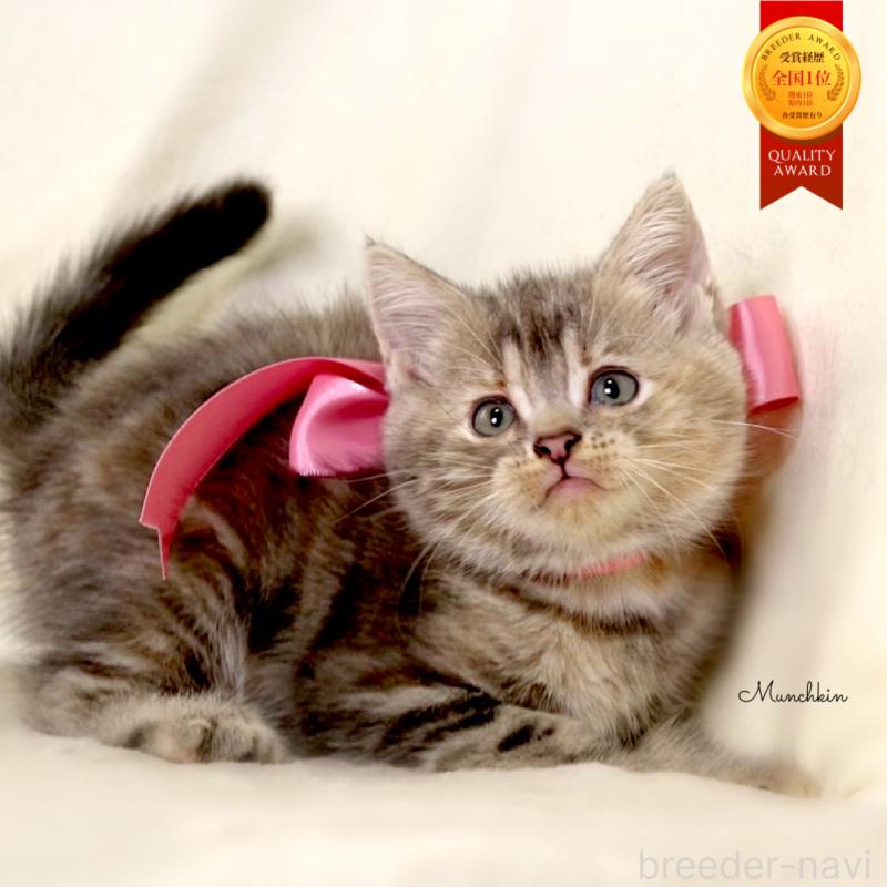 成約済の栃木県のマンチカン-131993の1枚目