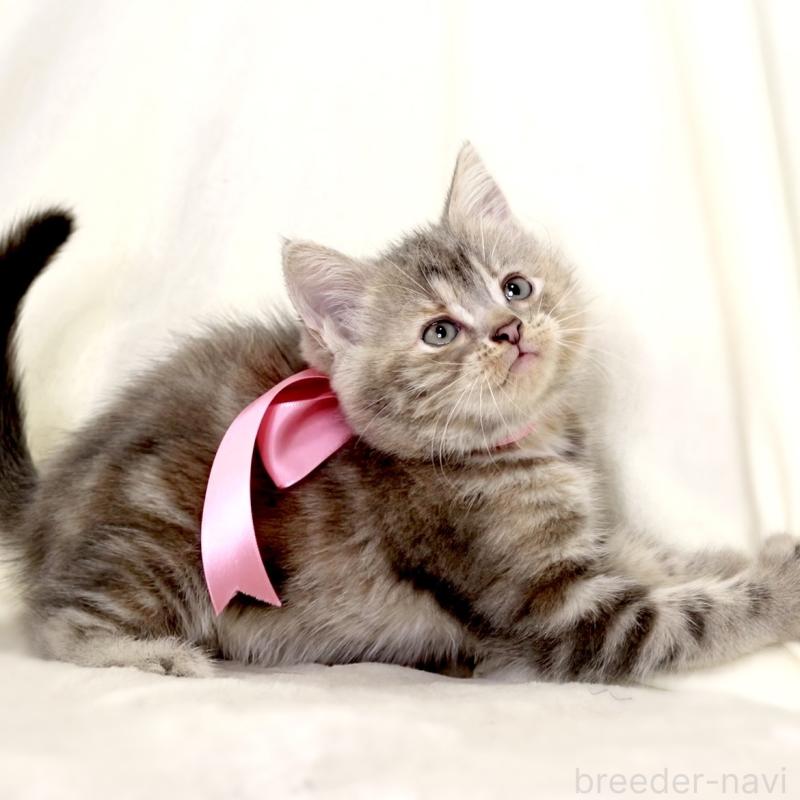 成約済の栃木県のマンチカン-131993の9枚目