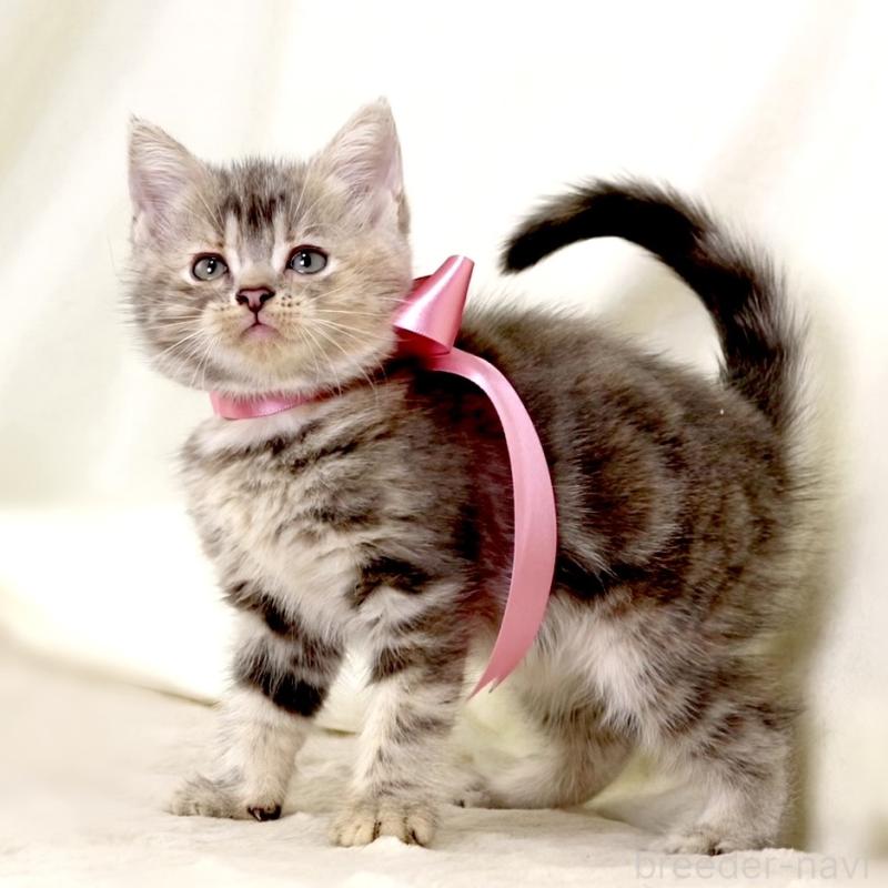 成約済の栃木県のマンチカン-131993の8枚目