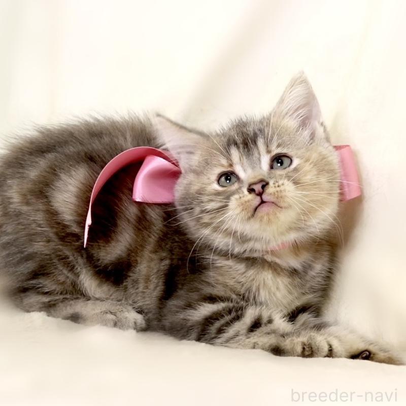 成約済の栃木県のマンチカン-131993の7枚目