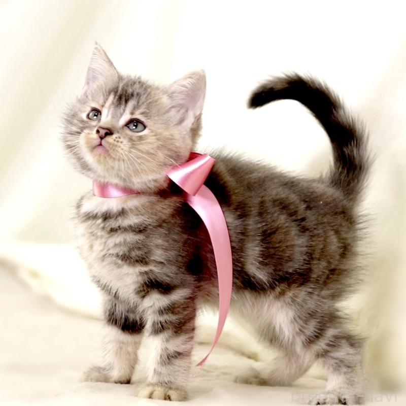 成約済の栃木県のマンチカン-131993の6枚目