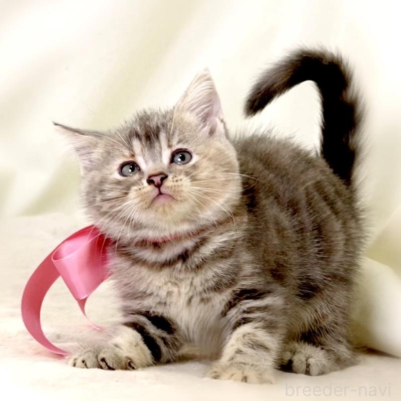 成約済の栃木県のマンチカン-131993の5枚目