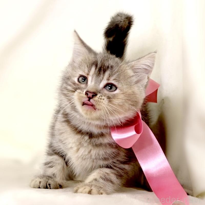 成約済の栃木県のマンチカン-131993の4枚目