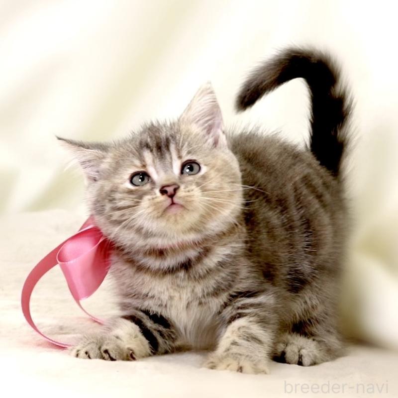 成約済の栃木県のマンチカン-131993の3枚目