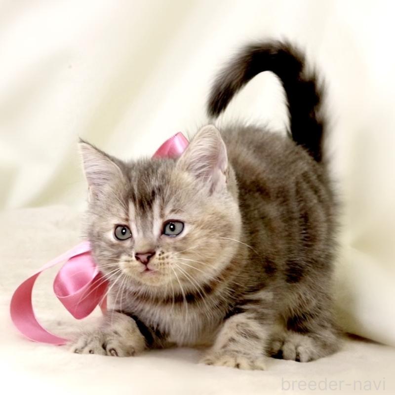 成約済の栃木県のマンチカン-131993の2枚目