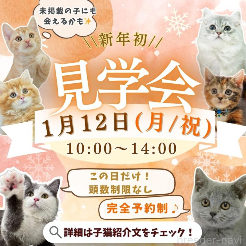 販売中の埼玉県のラグドール-132609の3枚目