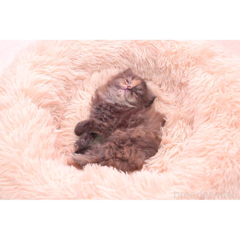 販売中の茨城県のサイベリアン-134344の6枚目