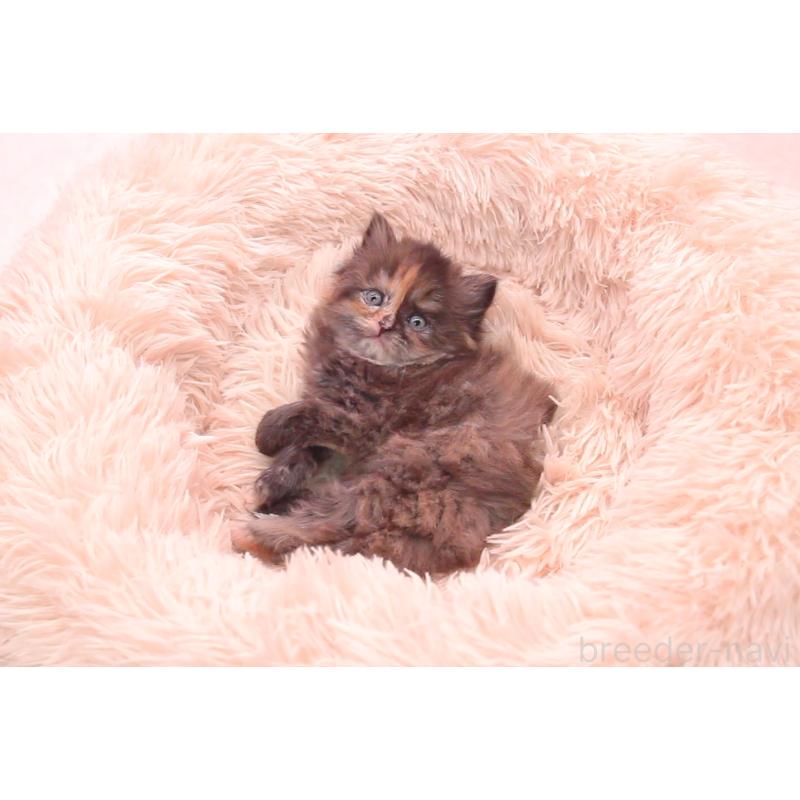 販売中の茨城県のサイベリアン-134344の5枚目