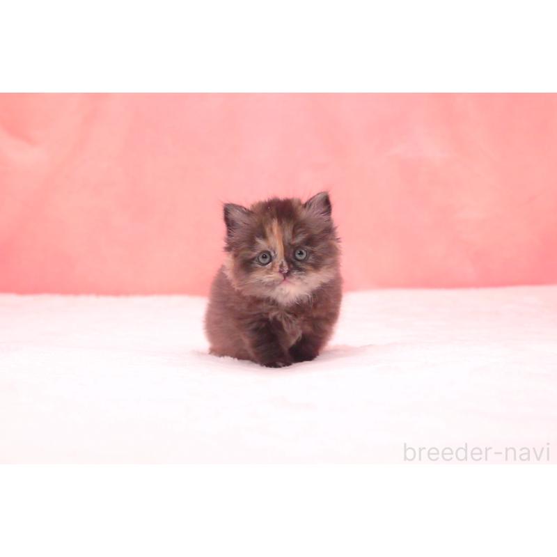 販売中の茨城県のサイベリアン-134344の4枚目