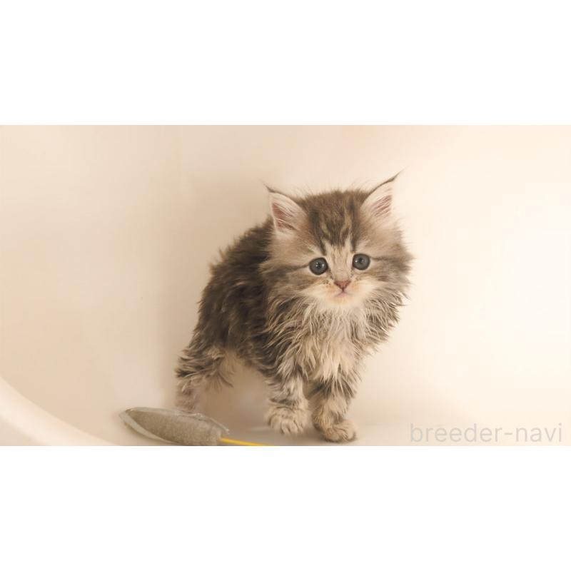 販売中の大阪府のミヌエット-133330の10枚目