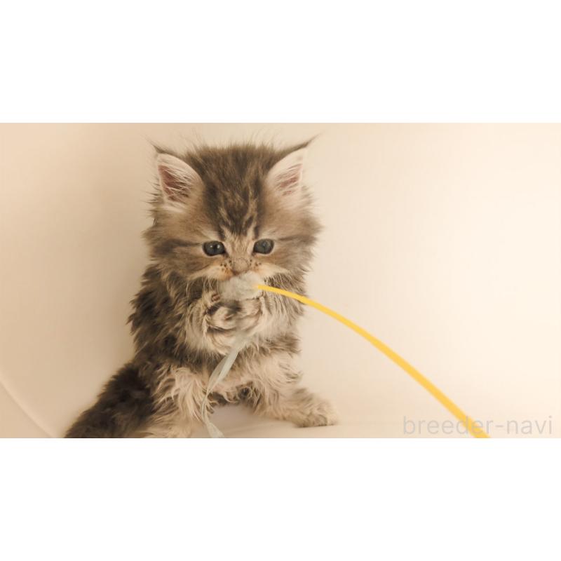 販売中の大阪府のミヌエット-133330の9枚目