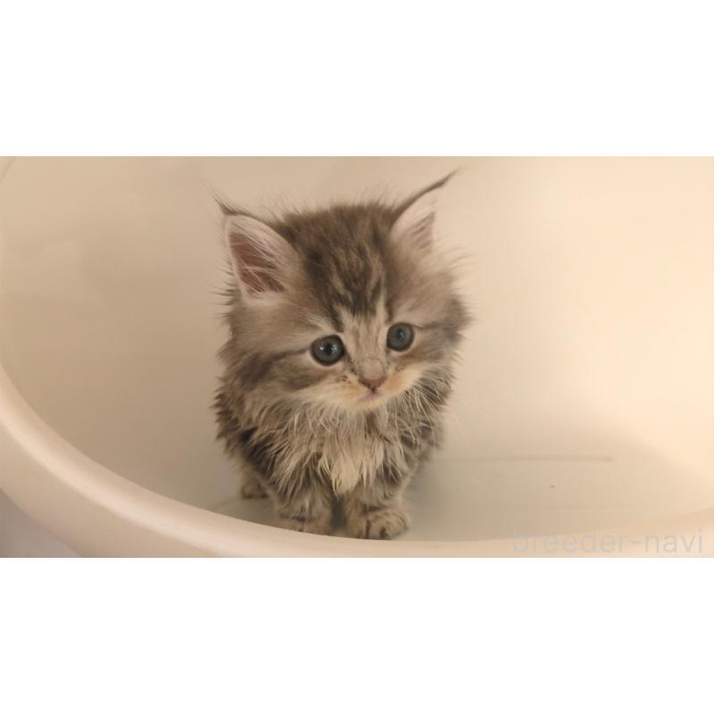 販売中の大阪府のミヌエット-133330の8枚目